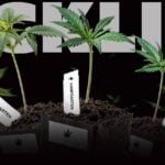 Cannabis Stecklinge am Black Friday