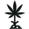 Cannabis Stecklinge