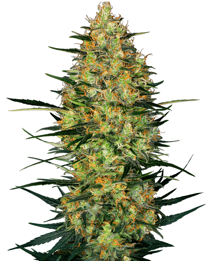 Caramellow Kush Auto - Alchimia