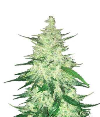 CBD Auto 1:1 ehemals CBD Crack - Alchimia