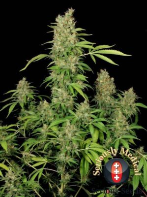 CBD Chronic - Alchimia