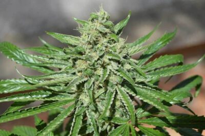 CBD Tonic - Alchimia