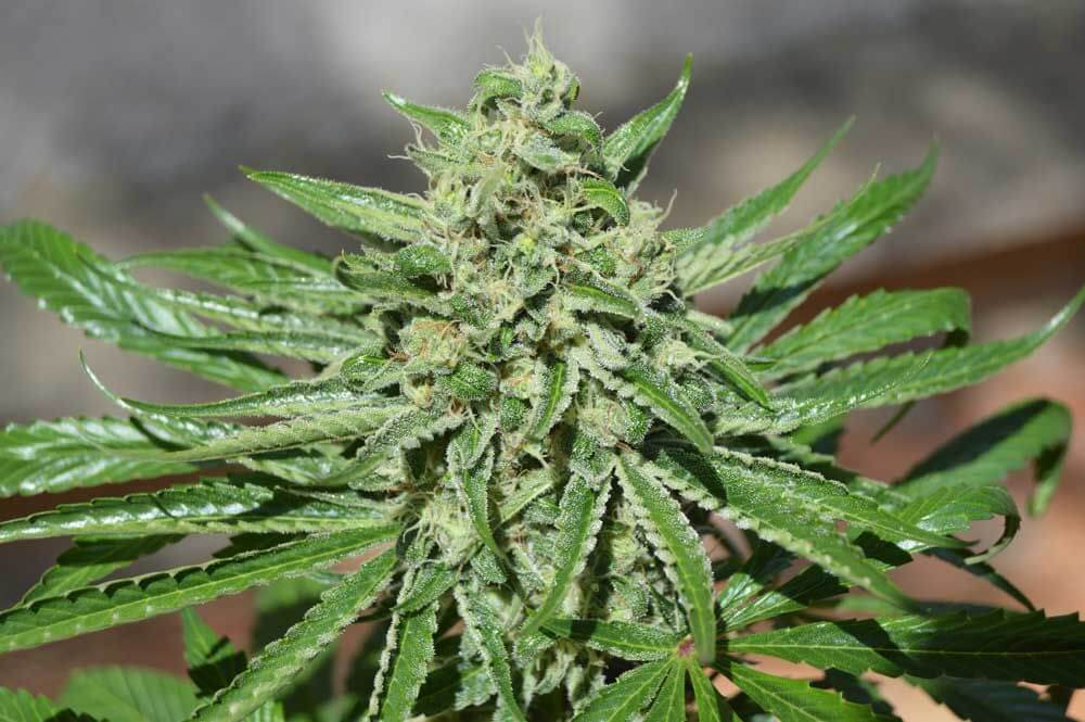 CBD Tonic - Alchimia