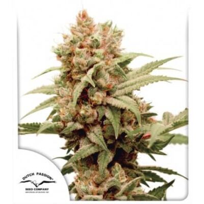 CBG-Force - Alchimia