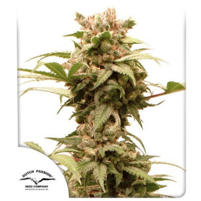 CBG-Force Auto - Alchimia