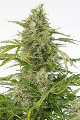 Cheese Auto CBD - Alchimia