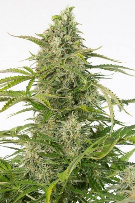 Cheese Auto CBD - Alchimia