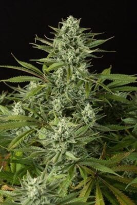 Cheese CBD - Alchimia