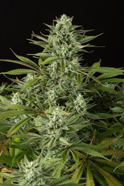 Cheese CBD - Alchimia