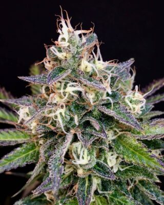 Cheese Cookies - Alchimia