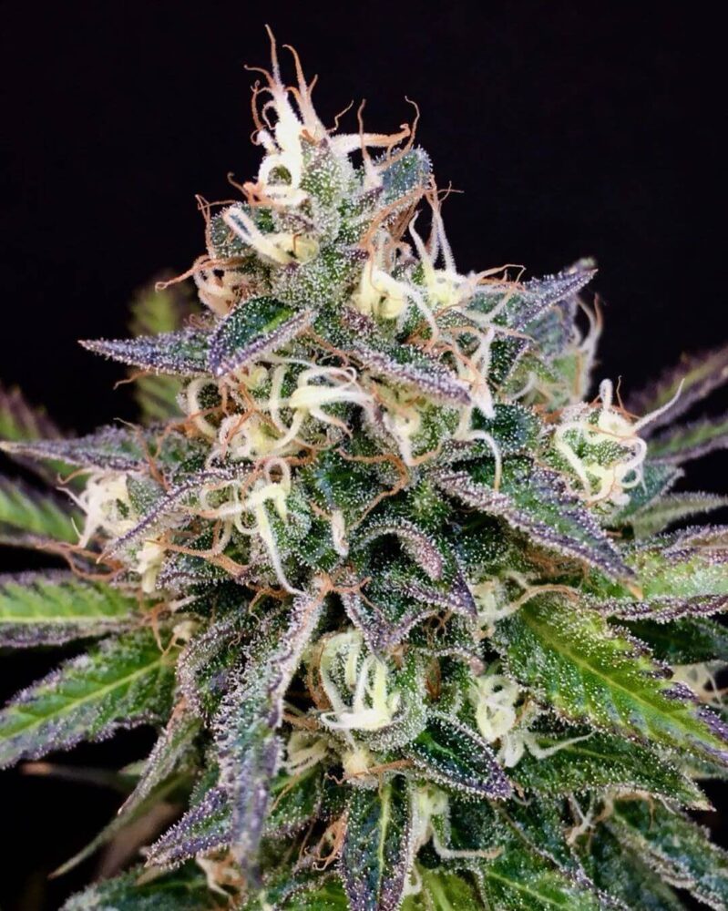 Cheese Cookies - Alchimia