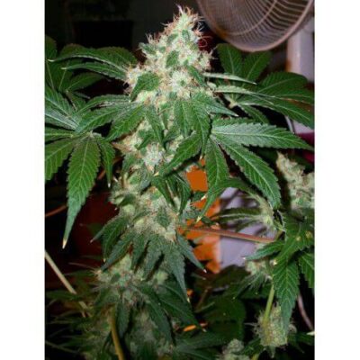 Chem Valley Kush - Alchimia