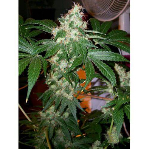 Chem Valley Kush - Alchimia