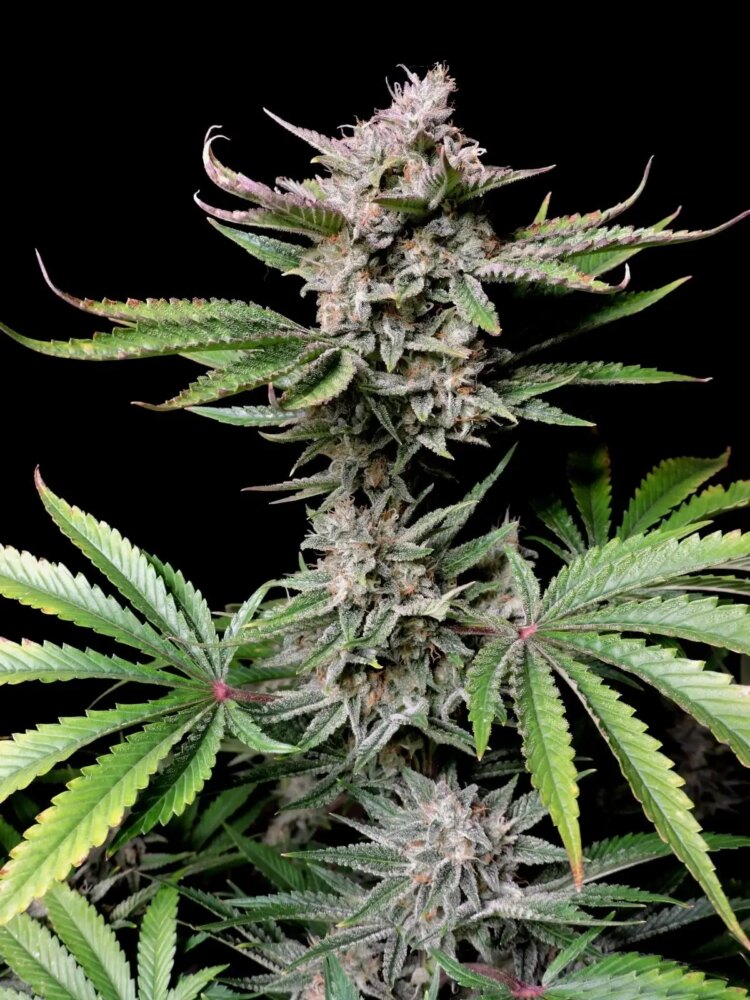Cherry Cola Auto - Alchimia