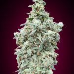 Cherry Pie von Advanced Seeds