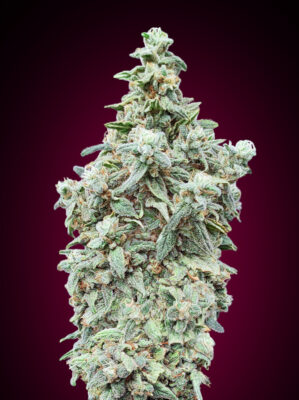 Cherry Pie von Advanced Seeds - Alchimia