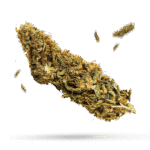 Choco Samen - Autoflower