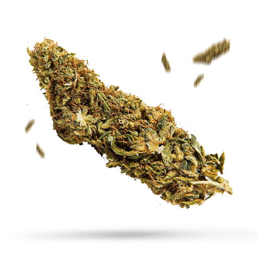 Choco Samen - Autoflower - Sensi Seeds