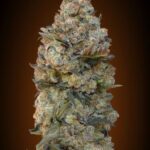Chocolate Skunk