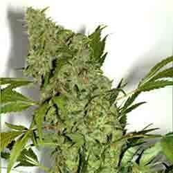 Chronic - Alchimia
