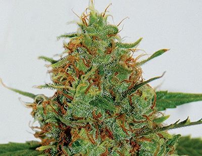 Cinderella 99 - Alchimia