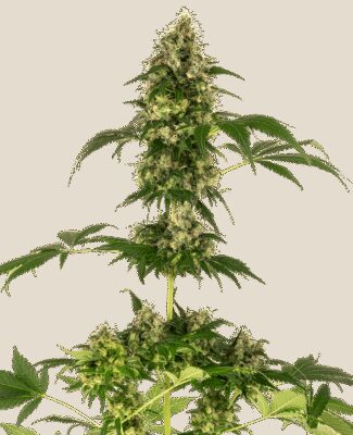 Cobalt Haze aka Sensi 11 - Alchimia