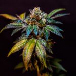 Cookies and Weed