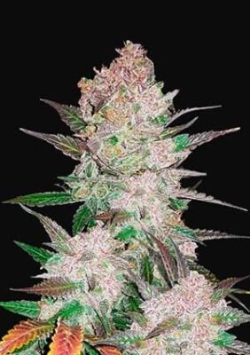 Cream Cookies Auto - Alchimia