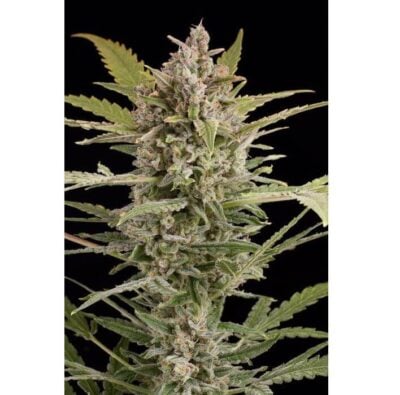 Critical  2.0 Auto - Alchimia