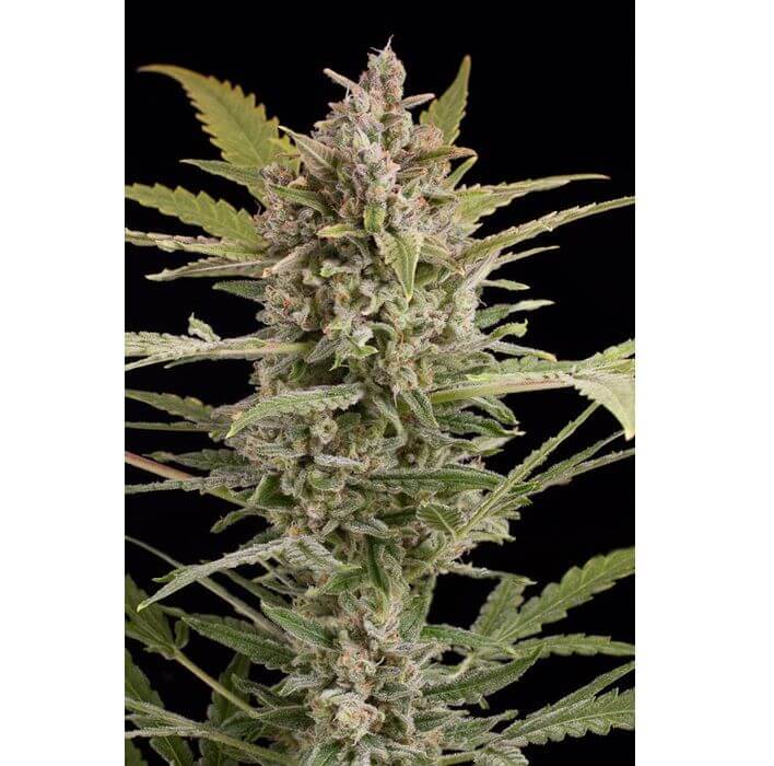 Critical  2.0 Auto - Alchimia