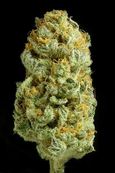 Critical Cheese - Alchimia