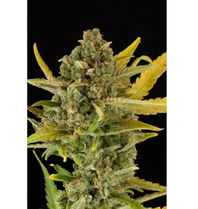 Critical Cheese Auto - Alchimia