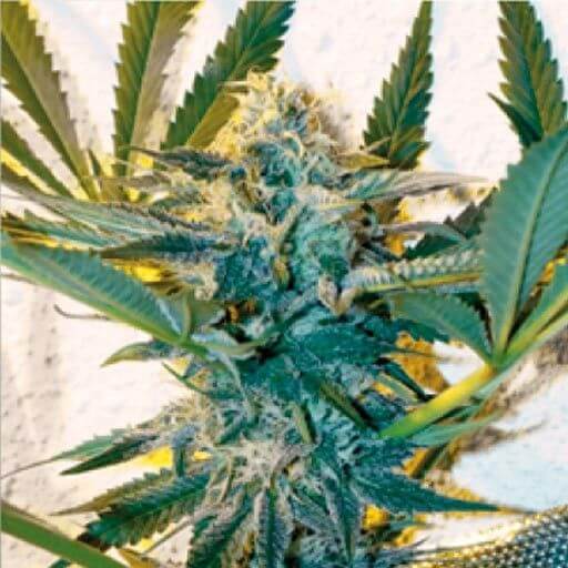 Critical Daddy Purple - Alchimia