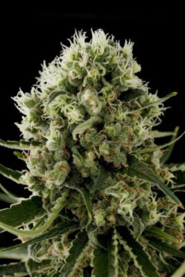 Critical Jack - Alchimia
