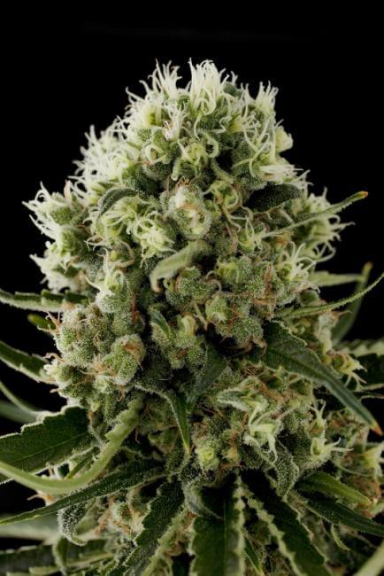 Critical Jack - Alchimia