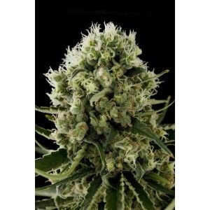 Critical Jack Auto - Alchimia