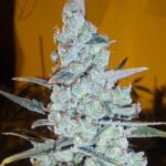Critical Jack Herer