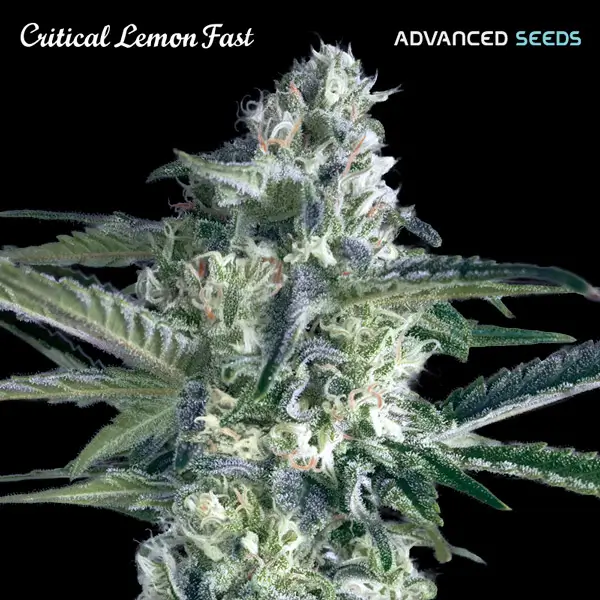 Critical Lemon Fast - Alchimia