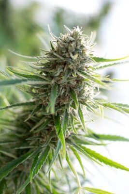 Critical Mass CBD - Alchimia