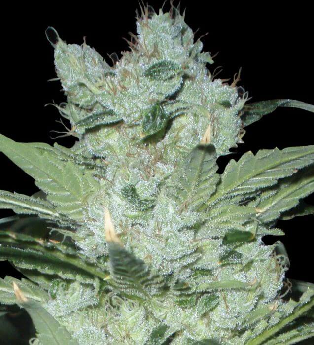 Critical Neville Haze 2.0 - Alchimia