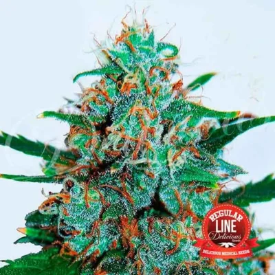 Critical Neville Haze Auto Reg - Alchimia