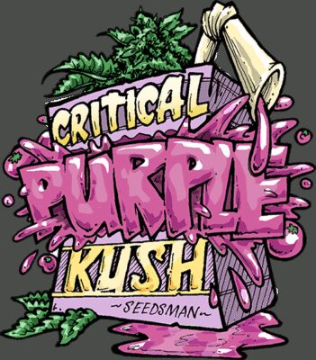 Critical Purple Kush - Alchimia