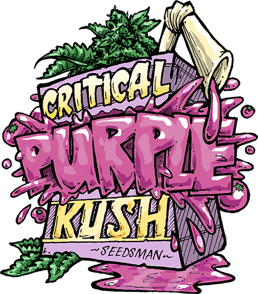 Critical Purple Kush - Alchimia