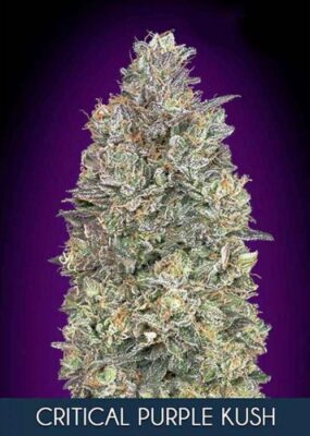 Critical Purple Kush von Advanced Seeds - Alchimia