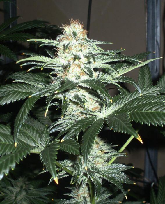 Critical Sensi Star - Alchimia