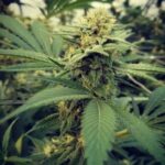 Critical Sour