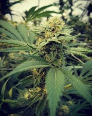 Critical Sour - Alchimia