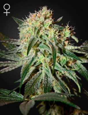 Damn Sour - Alchimia