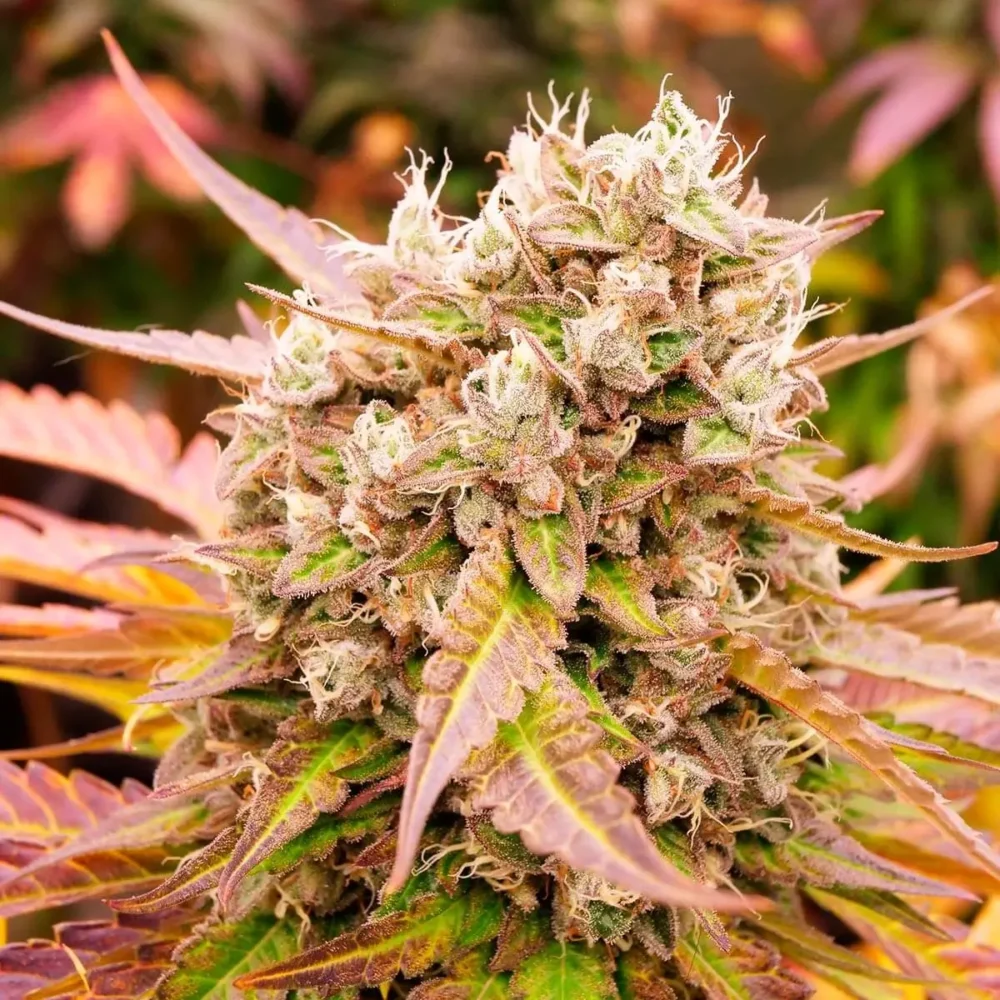 Dark Lemonade Auto - Alchimia