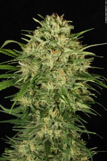 De la Haze - Alchimia